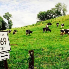 Sign that says Berlin 369 TWP and cows in field