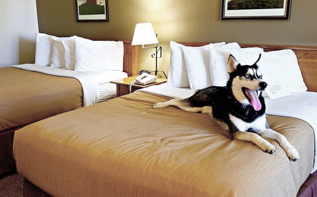 Husky on bed at pet friendly hotel in Berlin, OH